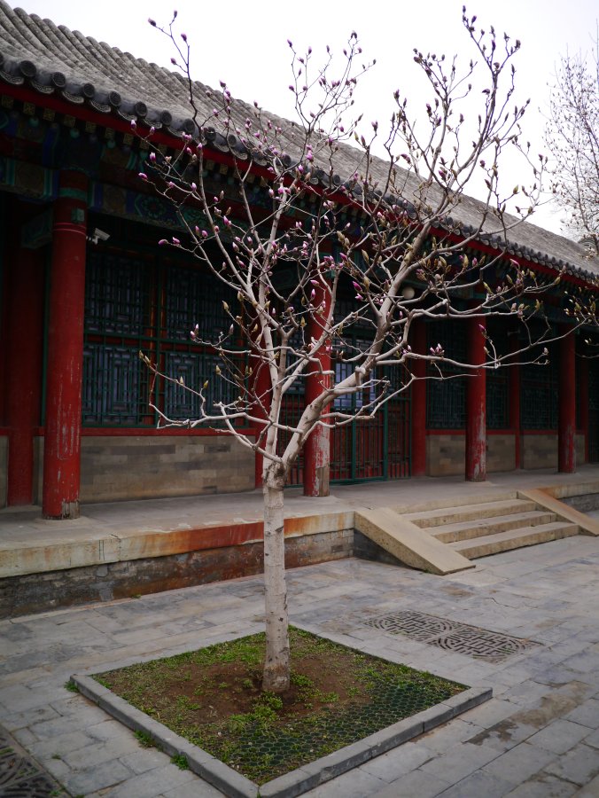 gal/China Year of Snake/Blossom.jpg